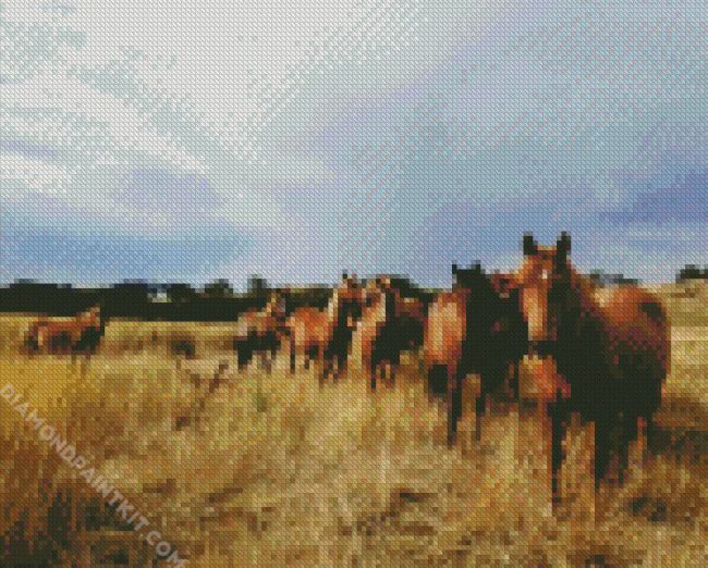 Brumby Flock diamond painting