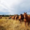 Brumby Flock diamond painting