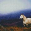 Brumby In The Mountains diamond painting