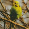 Budgerigar Bird diamond painting