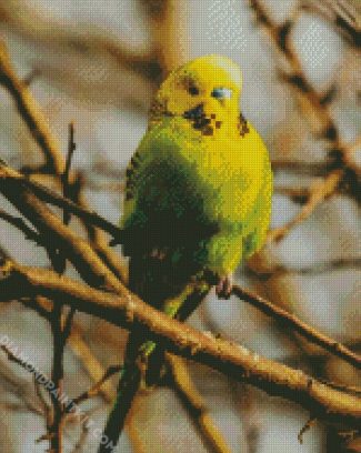 Budgerigar Bird diamond painting