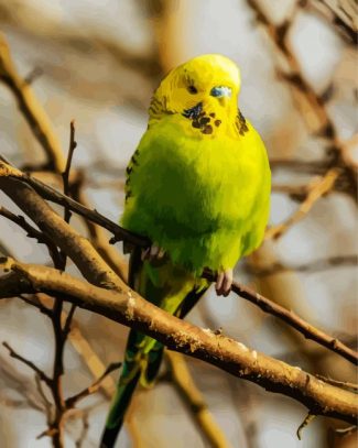 Budgerigar Bird diamond painting