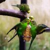 Budgerigar Birds diamond painting