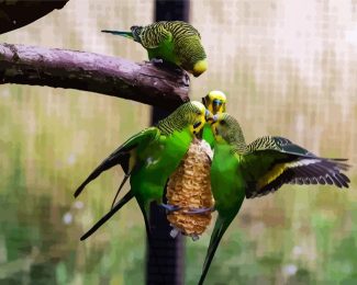 Budgerigar Birds diamond painting