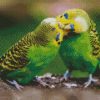 Budgerigar Couple diamond painting