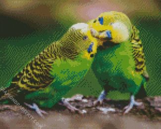 Budgerigar Couple diamond painting