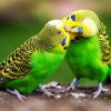 Budgerigar Couple diamond painting