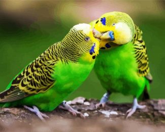 Budgerigar Couple diamond painting