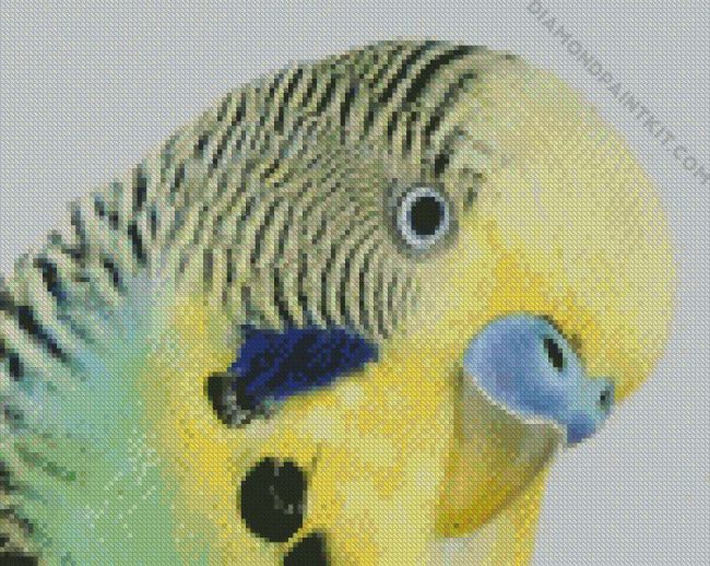 Budgerigar Head diamond painting