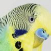 Budgerigar Head diamond painting