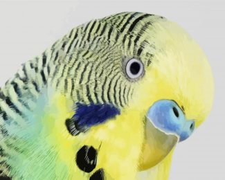 Budgerigar Head diamond painting