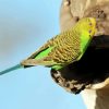 Budgerigar On Tree diamond painting