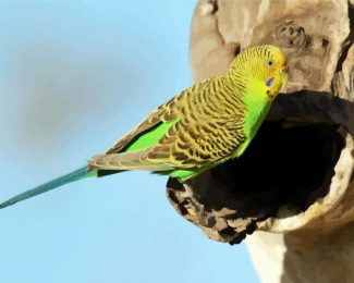 Budgerigar On Tree diamond painting