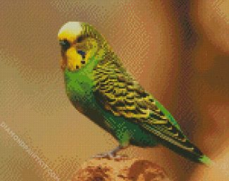 Budgerigar Parakeet diamond painting