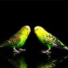 Budgerigars Bird diamond painting