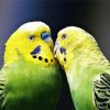 Budgerigars In Love diamond painting