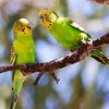 Budgerigars On A Branch diamond painting