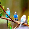 Budgies On Branch diamond painting