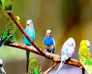 Budgies On Branch diamond painting