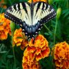 Butterfly Marigolds diamond painting