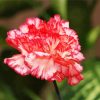 Carnations Flower diamond painting