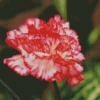 Carnations Flower diamond painting