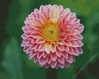 Close Up Dahlia Flower diamond painting