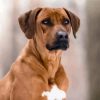 Close Up Rhodesian Ridgeback diamond painting