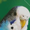 Close Up Budgerigar diamond painting