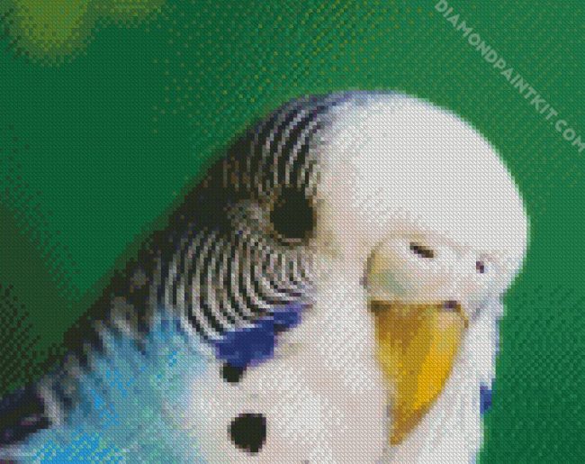 Close Up Budgerigar diamond painting