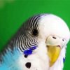 Close Up Budgerigar diamond painting