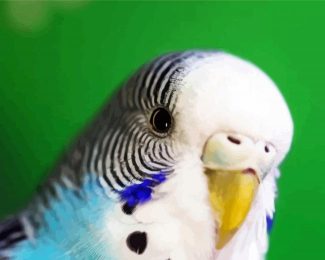 Close Up Budgerigar diamond painting