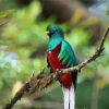 Colorful Quetzal Bird diamond painting