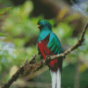 Colorful Quetzal Bird diamond painting