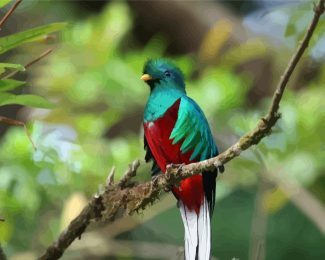 Colorful Quetzal Bird diamond painting