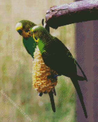 Colorful Budgerigars diamond painting