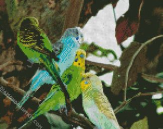 Colorful Budgerigars Birds diamond painting