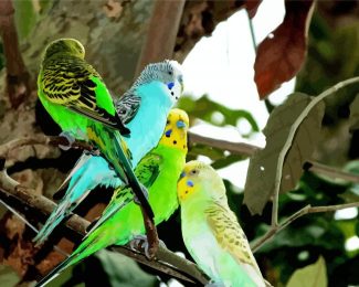 Colorful Budgerigars Birds diamond painting