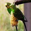 Colorful Budgerigars diamond painting