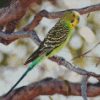 Colorful Parakeet Budgerigar Bird diamond painting