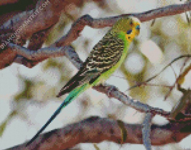 Colorful Parakeet Budgerigar Bird diamond painting