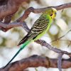 Colorful Parakeet Budgerigar Bird diamond painting