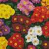 Colorful Primroses diamond painting