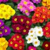 Colorful Primroses diamond painting