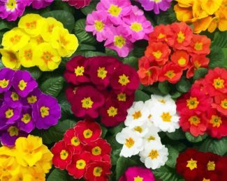 Colorful Primroses diamond painting