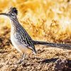 Cool Roadrunner Bird diamond painting