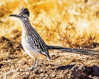 Cool Roadrunner Bird diamond painting