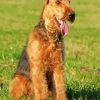 Cute Airedale Terrier Dog diamond painting