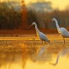 Cute Egrets diamond painting