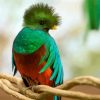 Cute Quetzal diamond painting